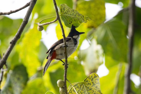 Téléchargez les photos : Bulbul moustachu rouge, Pycnonotus jocosus, dans un arbre. - en image libre de droit