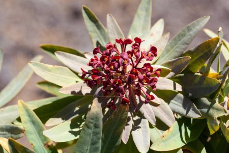 Flores de una planta de tabaiba majorera, Euphorbia atropurpurea, una especie endémica en la isla de Tenerife.