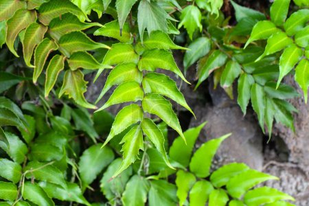Leaves of a Japanese holly fern, Cyrtomium falcatum