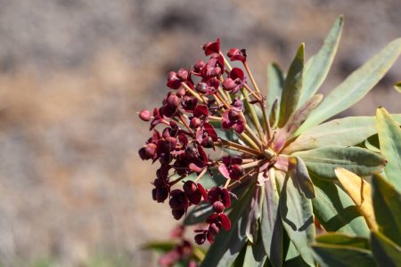 Foto de Flores de una planta de tabaiba majorera, Euphorbia atropurpurea, una especie endémica en la isla de Tenerife. - Imagen libre de derechos