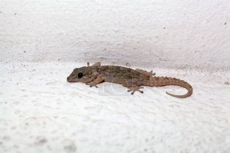 A Tenerife wall gecko, Tarentola delalandii, una especie endémica en las islas Canarias. 