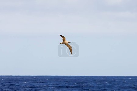 Foto de Una pardela escocesa, Calonectris diomedea, en el Océano Atlántico cerca de Tenerife, España. - Imagen libre de derechos