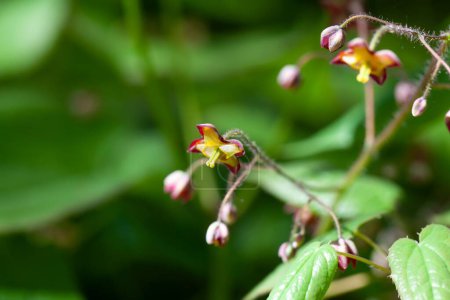 Téléchargez les photos : Fleurs d'une barrenwort alpine, Epimedium alpinum - en image libre de droit