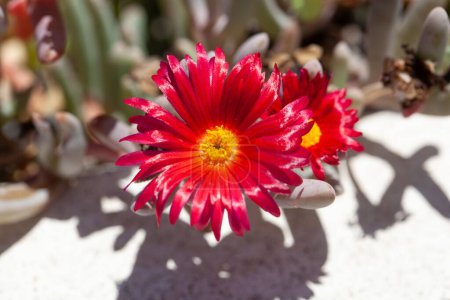 Téléchargez les photos : Fleur d'une plante de glace africaine, Malephora crocea - en image libre de droit
