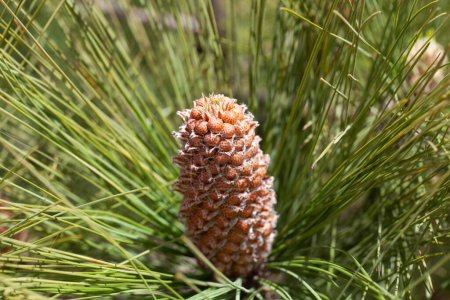 Foto de Un racimo de cono maduro de un pino canario, Pinus canariensis - Imagen libre de derechos