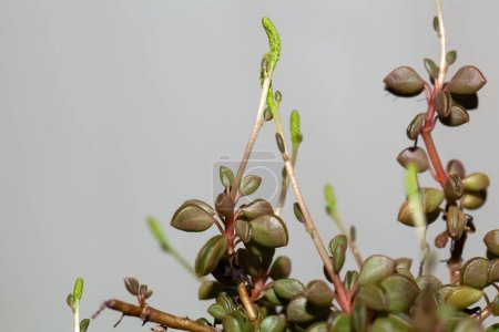 Inflorescence and leaves of the Peperomia species Peperomia pruinosifolia