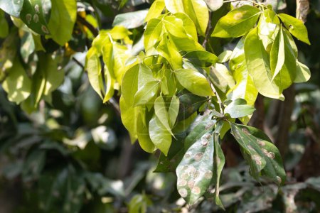 Foto de Hojas de un árbol Cynometra ramiflora, una especie de manglar tropical en el sudeste de Asia y Australia. - Imagen libre de derechos