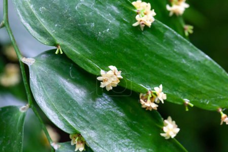 Foto de Flores de una planta Semele, Semele androgyna, una especie endémica de las Islas Canarias - Imagen libre de derechos