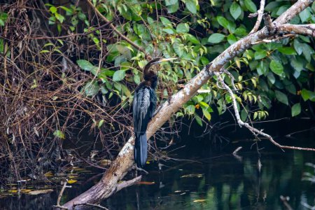 Photo for An Oriental Darter, Anhinga melanogaster, on a branch. - Royalty Free Image
