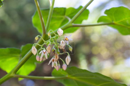 Foto de Flores de una planta de Tamarillo, Solanum betaceum - Imagen libre de derechos