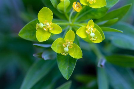 Téléchargez les photos : Fleurs d'euphorbe palustre, Euphorbia palustris. - en image libre de droit