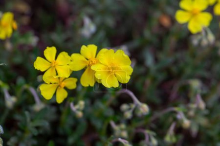 Photo for Blossoms of a hoary rockrose, Helianthemum canum - Royalty Free Image
