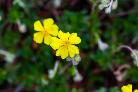 Photo for Blossoms of a hoary rockrose, Helianthemum canum - Royalty Free Image