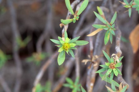 Foto de Inflorescencia de un arbusto de Euphorbia balsamifera - Imagen libre de derechos