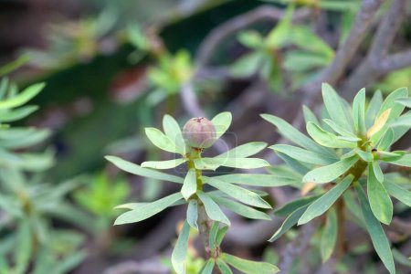 Foto de Fruto de un arbusto de Euforbia balsamifera - Imagen libre de derechos