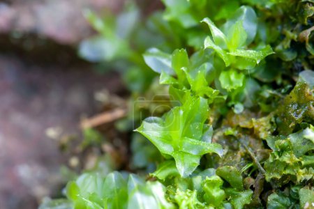 Foto de Hojas de un musgo de tomillo muy fructífero, Plagiomnium afín - Imagen libre de derechos