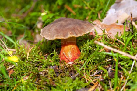 Foto de Un bolete rojo, Xerocomellus chrysenteron, con musgo en el suelo de un bosque. - Imagen libre de derechos
