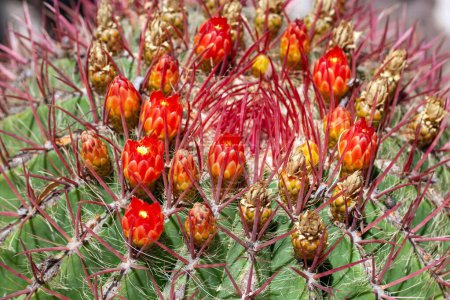 Photo for Flowers of a Mexican lime cactus, Ferocactus pilosus - Royalty Free Image