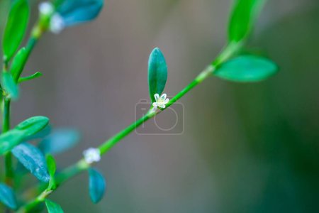 Téléchargez les photos : Fleur d'une noisette à feuilles égales, Polygonum arenastrum - en image libre de droit