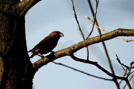 Photo for A red crossbill, Loxia curvirostra, in a tree. - Royalty Free Image