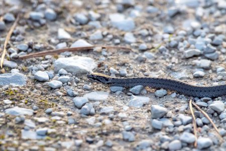 Téléchargez les photos : Un serpent lisse, Coronella austriaca, sur un chemin. - en image libre de droit