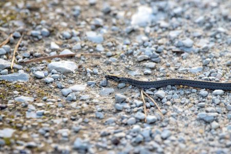 Foto de Una serpiente suave, Coronella austriaca, en un camino. - Imagen libre de derechos