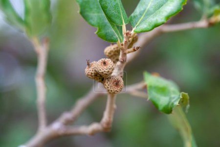 Foto de Frutos de un alcornoque, Quercus suber - Imagen libre de derechos