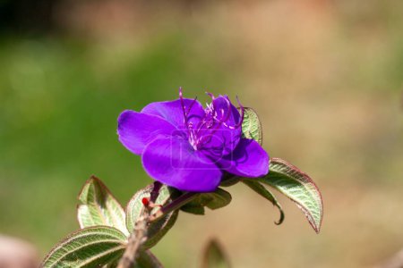 Foto de Flor de un arbusto de gloria, Tibouchina semidecandra - Imagen libre de derechos