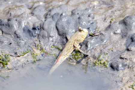Foto de Un patrón de barro manchado de oro, Periophthalmus chrysospilos, sobre un manglar plano. - Imagen libre de derechos