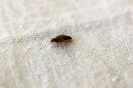 Photo for A bed bug, Cimex lectularius, on a bed sheet. - Royalty Free Image