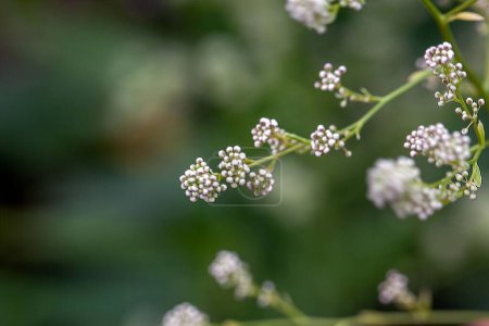 Photo for Inflorescence of a perennial pepperweed, Lepidium latifolium - Royalty Free Image