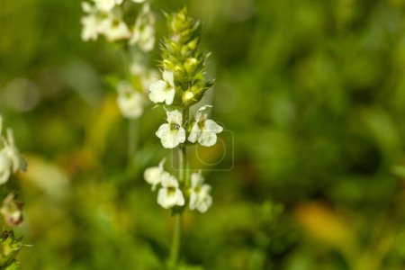Téléchargez les photos : Fleurs d'une plante de Sideritis endressii, une espèce originaire du sud de l'Europe. - en image libre de droit