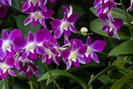 Photo for Flowers of the orchid species Dendrobium sonia - Royalty Free Image
