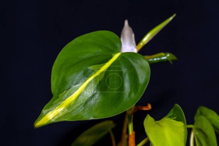 Téléchargez les photos : Feuille d'une plante de Philodendron, Philodendron scandens - en image libre de droit