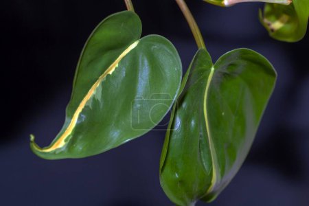 Photo for Leaf of a heartleaf philodendron plant, Philodendron scandens - Royalty Free Image
