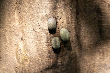 Photo for Articulate Nerite snails, Nerita articulata, on a mangrove tree in Southeast Asia. - Royalty Free Image