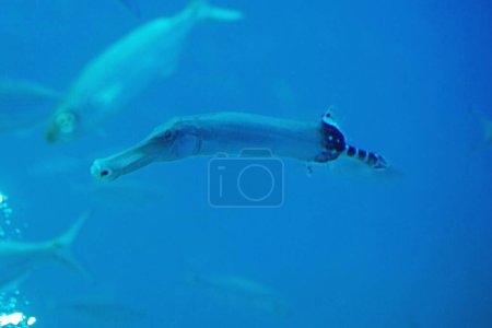 Photo for An Atlantic trumpetfish, Aulostomus strigosus, in the Atlantic Ocean at the Canary Islands. - Royalty Free Image