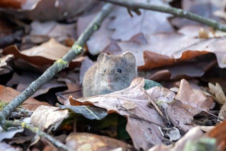 Photo for A bank vole, Clethrionomys glareolus, on a forest floor. - Royalty Free Image