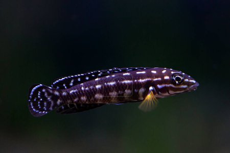 Photo for A spotted Julie cichlid, Julidochromis marlieri - Royalty Free Image