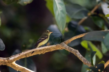 A yellow-bellied flycatcher, Empidonax flaviventris, in a tree in Costa Rica. 