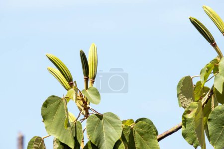 Photo for Fruits of a balsa tree, Ochroma pyramidale, Costa Rica. - Royalty Free Image