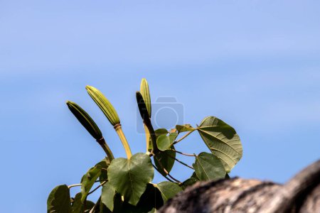 Photo for Fruits of a balsa tree, Ochroma pyramidale, Costa Rica. - Royalty Free Image