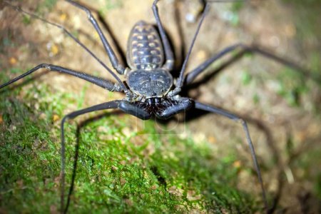 A tailless whip scorpion, Phrynus whitei, on a forest floor in Costa Rica. 
