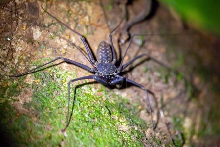 A tailless whip scorpion, Phrynus whitei, on a forest floor in Costa Rica. 
