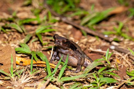 A toad of the species Rhaebo haematiticus, on a lawn in Costa Rica. 