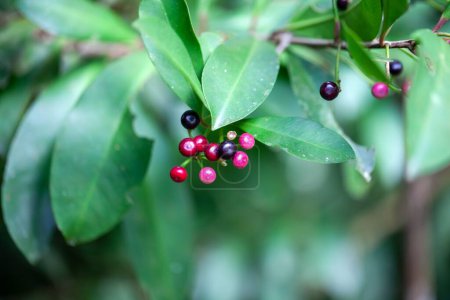 Photo for Fruits of a coralberry bush, Ardisia elliptica - Royalty Free Image