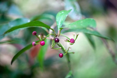 Photo for Fruits of a coralberry bush, Ardisia elliptica - Royalty Free Image