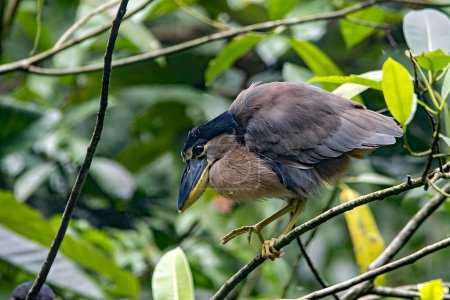 Téléchargez les photos : Un Héron à bec de bateau, Cochlearius cochlearius, dans un arbre, Costa Rica - en image libre de droit
