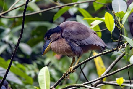 Téléchargez les photos : Un Héron à bec de bateau, Cochlearius cochlearius, dans un arbre, Costa Rica - en image libre de droit
