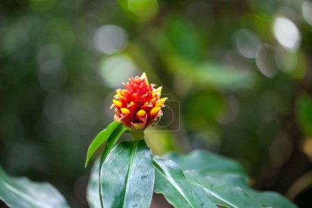 The spiral ginger Costus montanus in a rainforest, Costa Ric